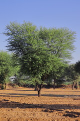 Vachellia nilotica (commonly known as gum arabic tree, babul