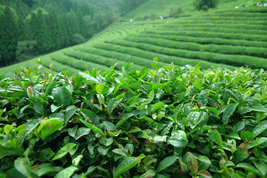 Tea, Agriculture, Nature Images – Browse 135,805 Stock Photos, Vectors ...