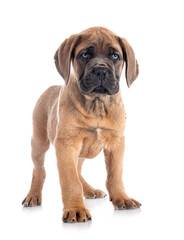 puppy cane corso