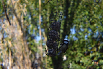 mésange qui mange