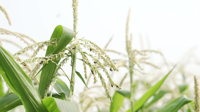 Swarm of bee flying and gathering around corn plant