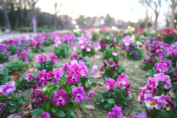 Fototapeta premium Pansy