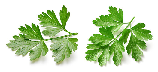 Parsley leaf isolated on white background