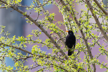 One of the most familiar birds in parks and gardens of Europe, the common blackbird