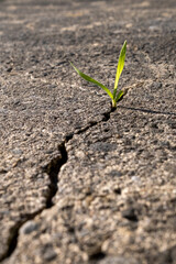 Mauvaise herbe dans une fissure de béton