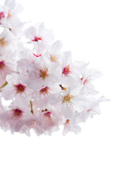 白バックの桜の花のクローズアップ