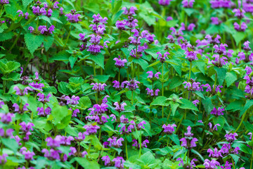 Purple flowers of Lamium Maculatum creeping groundcover plant