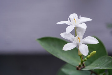 Naklejka na ściany i meble close up of a white flower