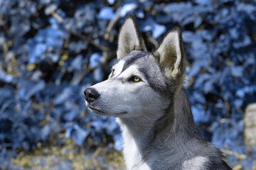 Siberian dog paying attention to something in the backyard