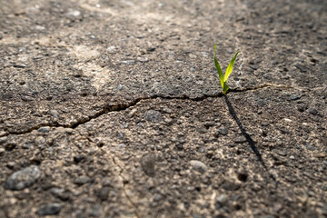 Mauvaise herbe dans une faille de béton