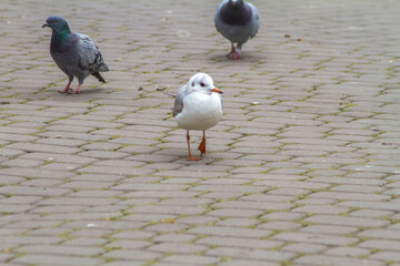 Seagull among pigeons