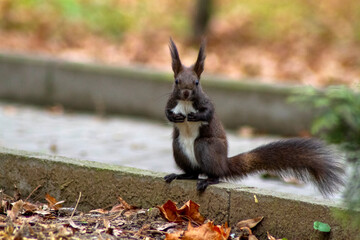 squirrel in the park