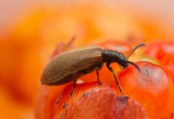 Darkling beetle, Lagria hirta on cloudberry