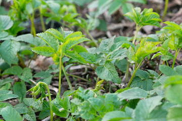 Young ground elder, Aegopodium podagraria plants