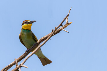European bee eater, Merops apiaster. Common bee-eater