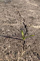 Mauvaise herbe dans une faille de béton