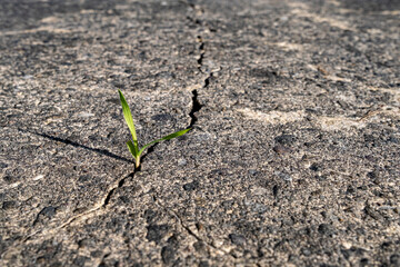 Mauvaise herbe dans une faille de béton