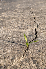 Mauvaise herbe dans une faille de béton