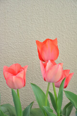 Pink and red tulip flowers