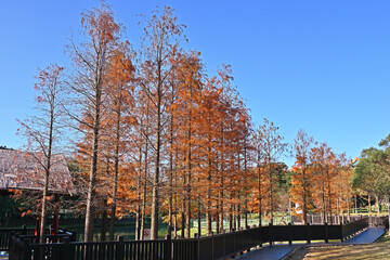 Bald Cypress tree on blue sky day in Taipei, taiwan                                      