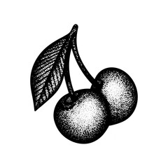 Cherries engraving style vector illustration. Two sweet cherry fruits vintage outline drawing isolated on white background. Cherry couple with leaf sketch drawn illustration. Part of set.
