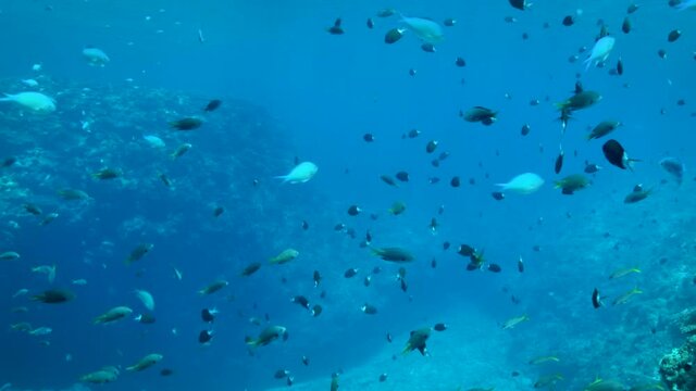 珊瑚と熱帯魚