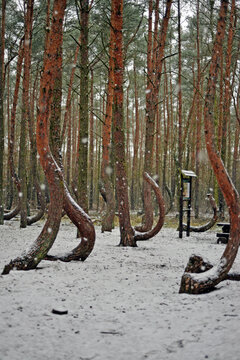 Old Pine Forest Krzywy Las