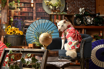 着物を着て和傘の前でおすましする柴犬 Wall Mural Wallpaper Murals Studio Hoto 着物を着て和傘の前でおすましする柴犬 Wall Mural Wallpaper Murals Studio Hoto