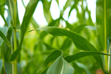 Corn agricultural field close up Summer harves season