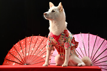 着物を着て和傘の前でおすましする柴犬