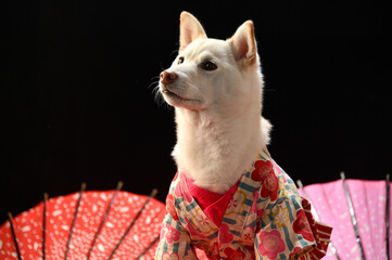 着物を着て和傘の前でおすましする柴犬