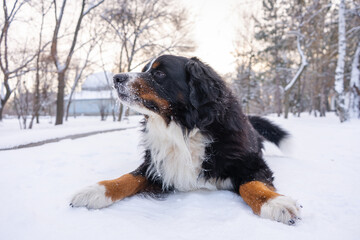 Bernese mountain dog with snow on his head. Happy dog lying on a snow