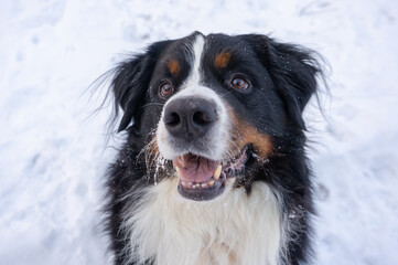 Bernese mountain dog with snow on his head. Happy dog walk in winter snowy weather