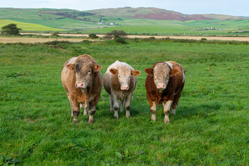 Angus bulls, cows, in line, Scotland