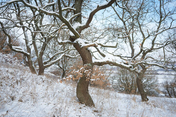 Oak trees in winter covered with snow in Burgenland