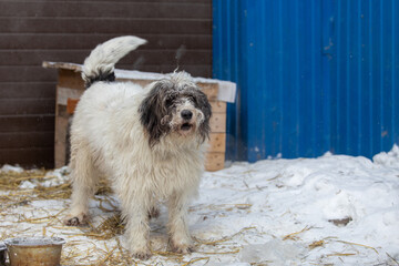 dirty, shaggy, frozen dog from animal shelter waiting to be adopted.