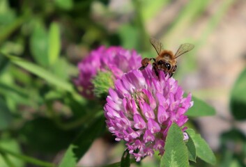 Macro honeybee pollinating purple blooming Clover flower. Apis Mellifera bee on trefoil blossom. Pollen baskets full, front view.Closeup, detail, bokeh blur background, copy space.Soft selective focus