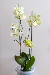 Phalaenopsis orchids with beautiful light yellow flowers on long stems