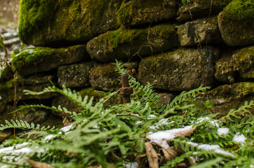 paproć  © wedrownik52