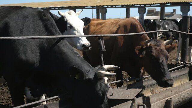 Dairy cows standing and eating straw from long metallic trays outdoors in slo-mo