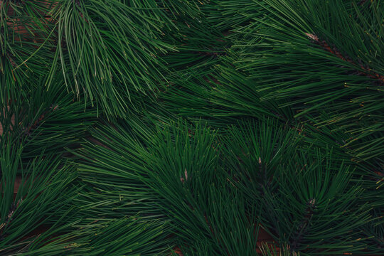 Evergreen pine branches, green pine needles texture, natural background or backdrop.  Christmas, New Year, deforestation concept. Floral coniferous foliage pattern