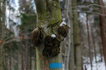 drzewo © wedrownik52