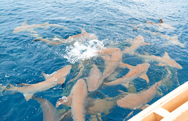 feeding sharks, reef sharks gather underwater for feeding in the Indian Ocean in the Maldives