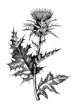 Milk thistle hand-sketched illustration. Traditional medicinal plant in vintage style. Botanical thistle drawing for herbal tea ingredients, cosmetology, and medicine.