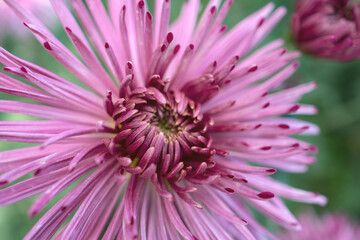 Autumn. Blooming chrysanthemum..