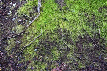 Tree roots with green moss and rocks