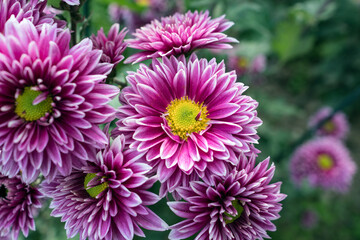 Autumn. Blooming chrysanthemum..