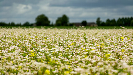 beautiful landscape with buckwheat field, white buckwheat flowers, blurred forest and cloud background, summer time