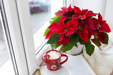 Beautiful poinsettia, cup of hot cocoa and book on window sill. Traditional Christmas flower