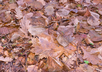 abstract texture of old autumn leaves, forest-specific fauna, in the autumn